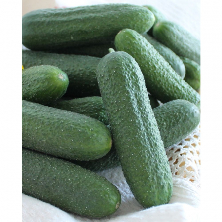 Semințe de Castraveți - Seminte Castraveti Cornichon Bicaz F1 , 15 seminte