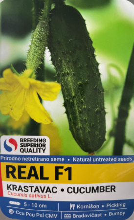 Seminte Castraveti Real F1 (cornison) - 1 gram [1]