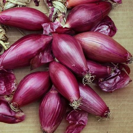 Produse - Seminte Ceapa Rosa lunga (roşie, alungită)  2 grame