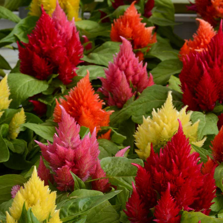 Semințe de Flori - Seminte Creasta cocosului mica mix