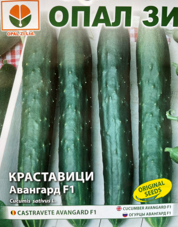 Produse - Seminte de castraveti Avangard F1- 25 seminte