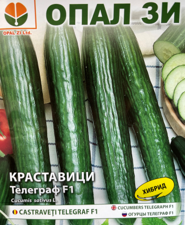 Semințe de Castraveți - Seminte de castraveti Telegraf F1- 1 g