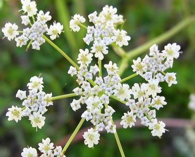 Plante aromatice - Seminte de Chimen