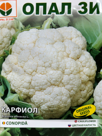 Produse - Seminte de Conopida Erfurt 2 grame