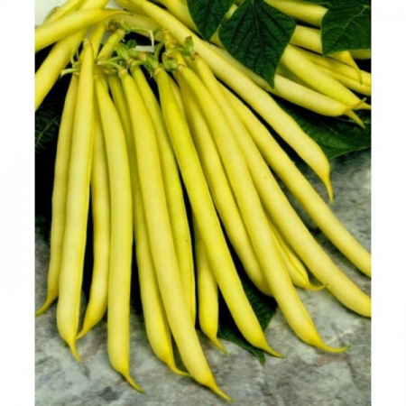 Semințe de Fasole - Seminte de fasole pitica Bergold 50 grame