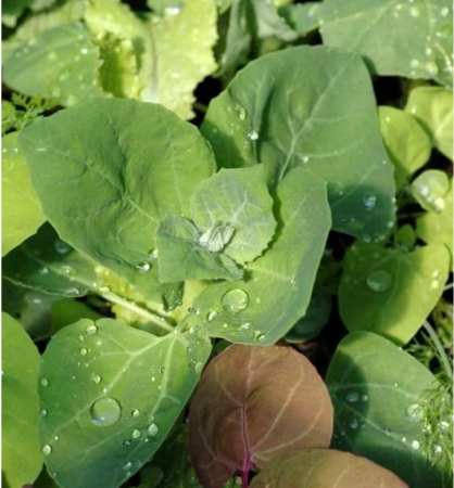 Semințe de Salată - Seminte de Loboda de gradina verde, 1 gram