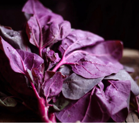 Semințe de Salată - Seminte de Loboda de gradina rosie, 1 gram