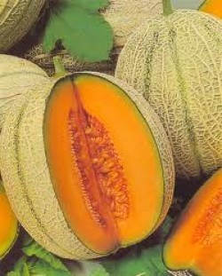 Seminte de pepene galben Pobeditel F1- 1 g [0]