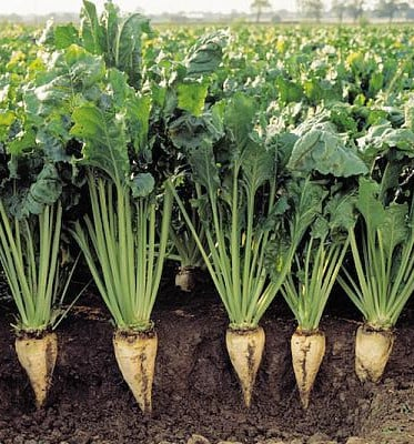 Semințe de Sfeclă - Seminte de sfecla de zahar 25 grame