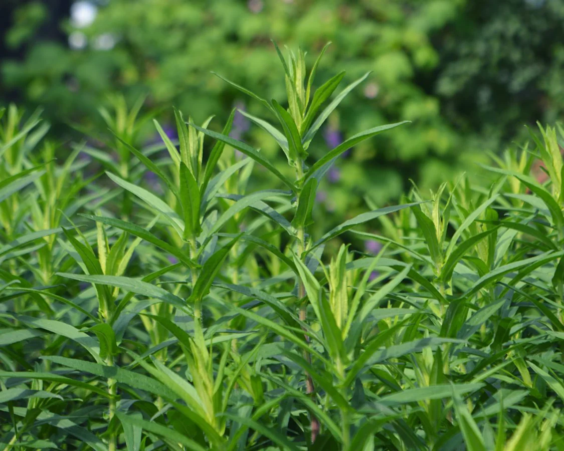 Plante aromatice - Seminte de Tarhon