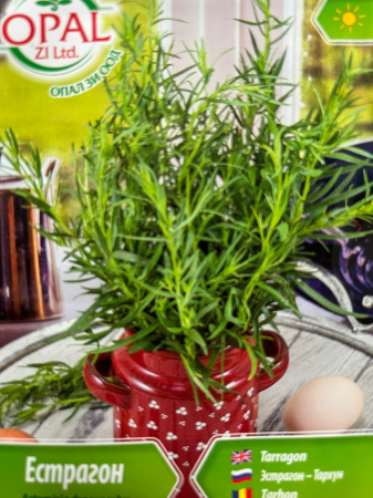 Seminte de Tarhon [1]