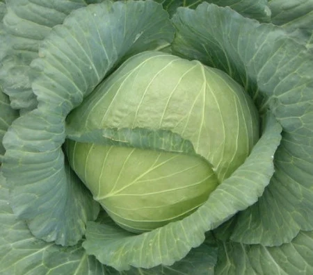 Semințe de Varză - Seminte de varza Kyose 5 grame