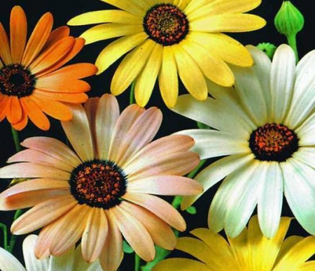 Semințe de Flori - Seminte Dimorfoteca