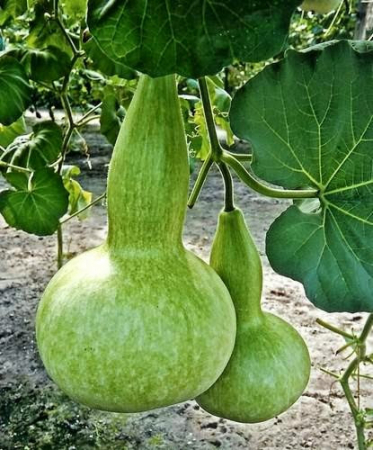 Semințe de Dovlecei - Seminte Dovlecei decorativi tigva