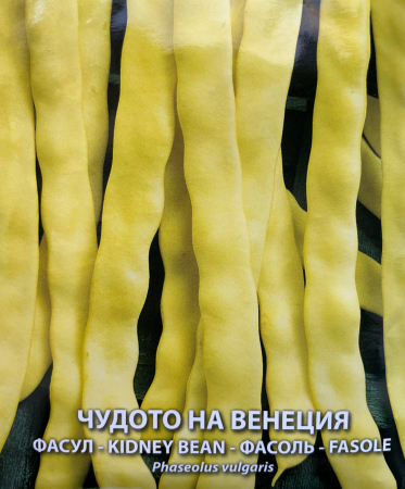 Produse - Seminte fasole cataratoare Minune de Venetia (Meraviglia di Venezia)  40 grame