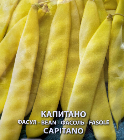 Produse - Seminte fasole de gradina Capitano- 80 g