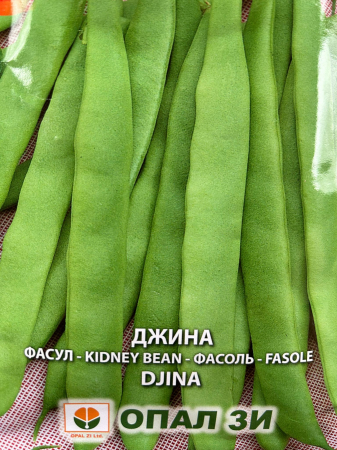 Semințe de Fasole - Seminte Fasole de gradina Djina 40 grame