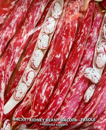 Semințe de Fasole - Seminte fasole de gradina Lampo - 40 g