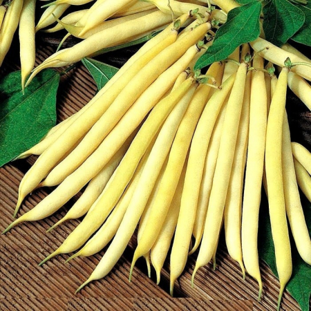 Semințe de Fasole - Seminte fasole de gradina pastai Gold 40 gr