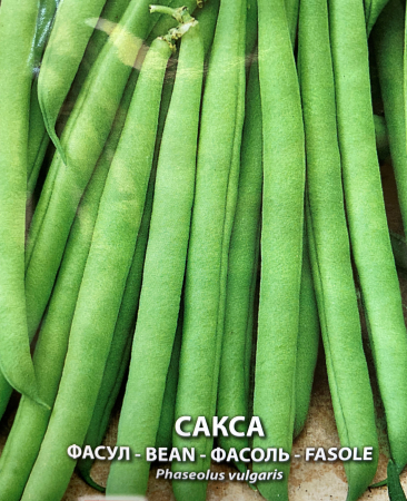 Semințe de Fasole - Seminte fasole de gradina Saxa- 80 g