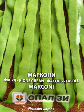 Seminte Fasole Marconi (verde, netedă, cățărătoare)  80 grame [1]