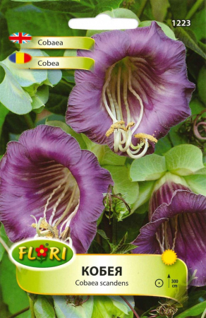 Semințe de Flori - Seminte flori Cobea violet