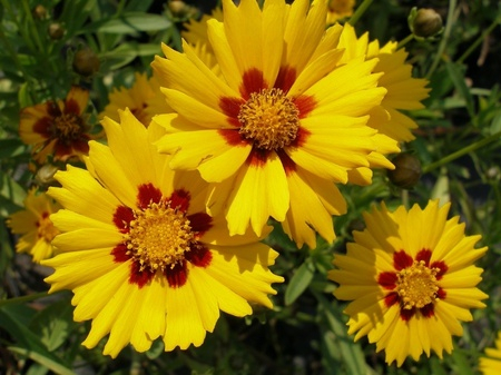 Produse - Seminte Flori de vara galbene mix