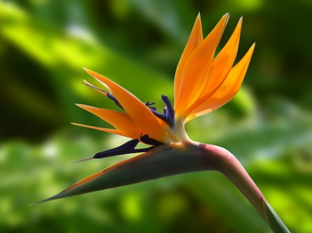Semințe de Flori - Seminte Flori Strelitzia (Pasarea Paradisului)