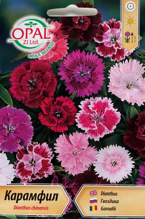 Semințe de Flori - Seminte Garofite China doll 0.5 grame