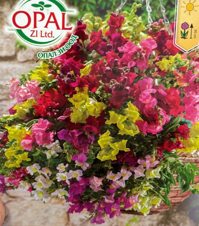 Seminte Gura Leului Curgatoare [1]