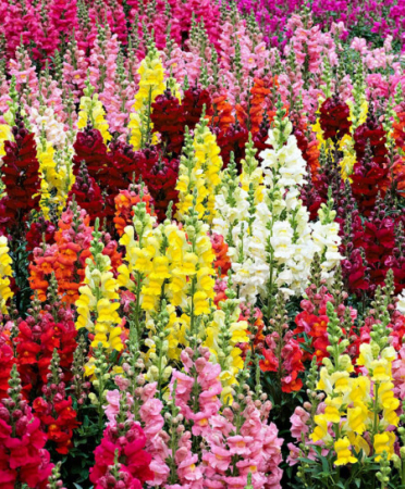 Semințe de Flori - Seminte Gura Leului Mix