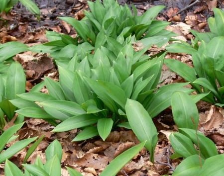 Seminte Leurda- 0,5 g [0]