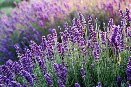 Plante aromatice - Seminte Levantica (Lavanda) 500 seminte