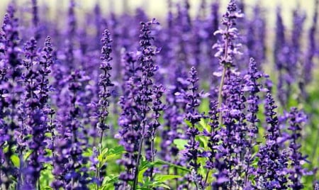 Seminte Levantica (Lavanda) 500 seminte [2]