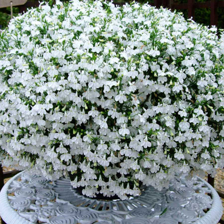 Semințe de Flori - Seminte Lobelia Curgatoare alba