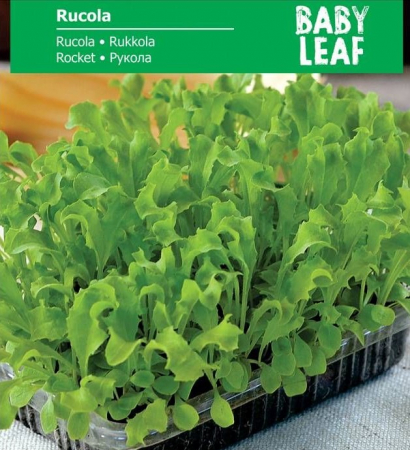 Produse - Seminte Rucola - baby leaf , 5 grame