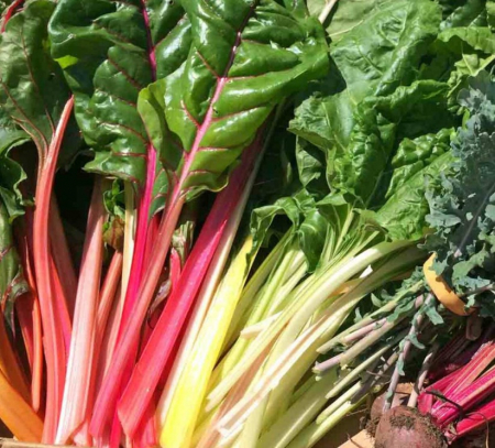 Semințe de Sfeclă - Seminte Mangold mix (sfecla elvetiana), 3 grame