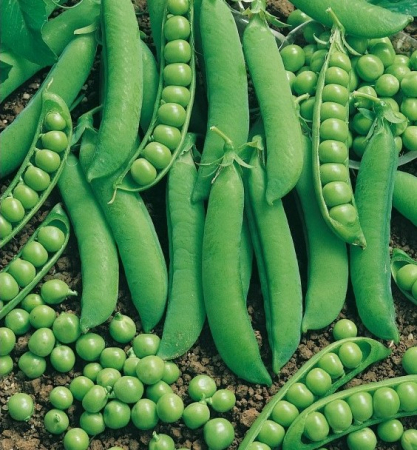 Semințe de Mazăre - Seminte Mazare de gradina Prelado 80 gr