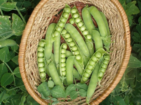 Semințe de Mazăre - Seminte Mazare Ran-1  80 grame