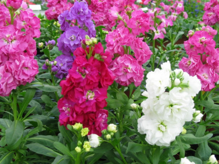 Produse - Seminte Mixandre mix (Matthiola)
