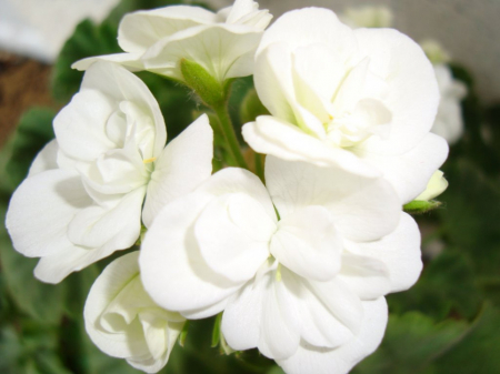 Semințe de Flori - Seminte Muscata alba 20 seminte