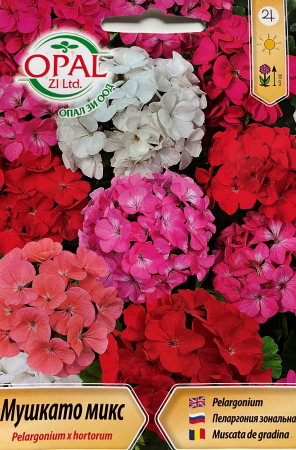 Semințe de Flori - Seminte Muscata mix 10 seminte