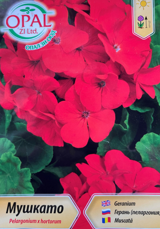 Semințe de Flori - Seminte Muscata Rosie 20 seminte