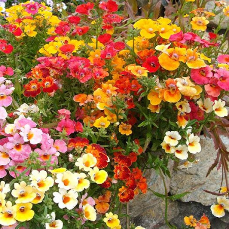 Semințe de Flori - Seminte Macaleandru mix (Nemesia strumosa)