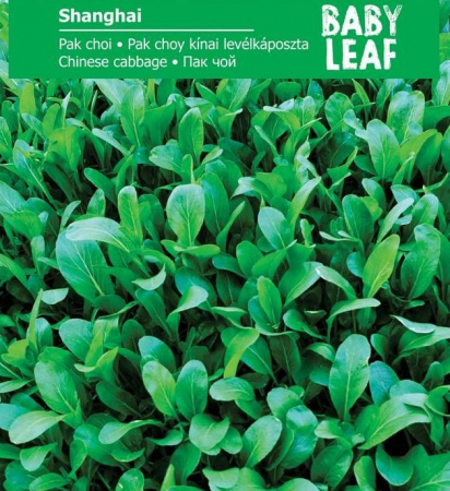 Produse - Seminte Pak choi Shanghai - baby leaf , 2.5 grame