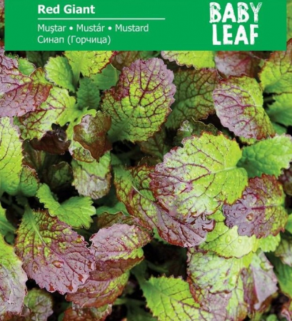 Produse - Seminte Mustar - baby leaf , 3 grame