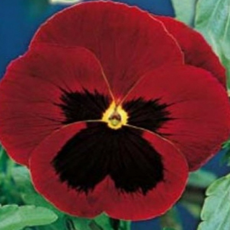 Semințe de Flori - Seminte Panselute rosii