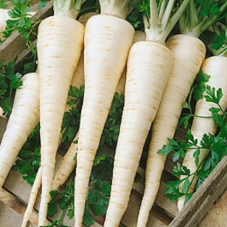 Seminte patrunjel de Radacina- 5 g [2]