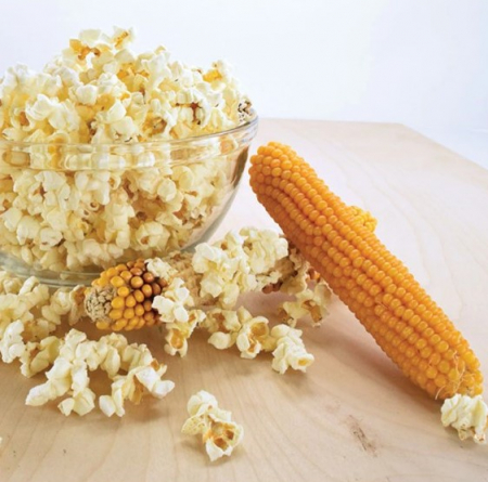 Semințe de Porumb - Seminte porumb de Floricele- Plomyk - 20 g