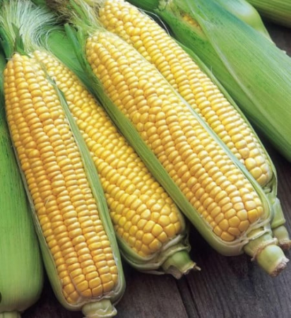 Semințe de Porumb - Seminte Porumb dulce Erika F1 10 grame
